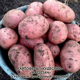 Клубни картофеля «Кудесник», ТМ «ЧерниговЭлитКартофель» - 0,5 кг