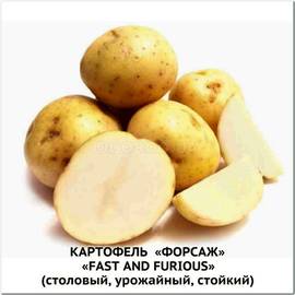 Клубни картофеля «Форсаж», ТМ «ЧерниговЭлитКартофель» - 0,5 кг