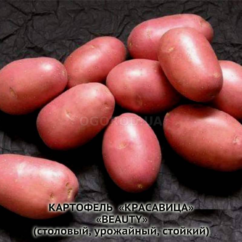 Кликните для увеличения изображения Клубни картофеля «Красавица», ТМ «ЧерниговЭлитКартофель» - 0,5 кг