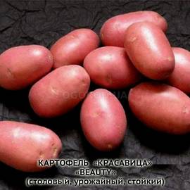 Клубни картофеля «Красавица», ТМ «ЧерниговЭлитКартофель» - 0,5 кг