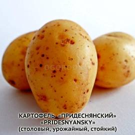 Клубни картофеля «Придеснянский», ТМ «ЧерниговЭлитКартофель» - 0,5 кг
