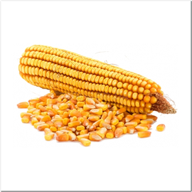 Семена кукурузы «Кадр 267МВ», ТМ OGOROD - 10 грамм
