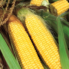 Семена кукурузы «МОС 182СВ», ТМ OGOROD - 10 грамм