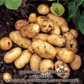 Клубни картофеля «Гранада», ТМ «ЧерниговЭлитКартофель» - 17 кг (мешок/сетка)