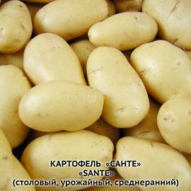 Клубни картофеля «Санте», ТМ «ЧерниговЭлитКартофель» - 17 кг (мешок/сетка)