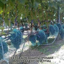Сетка для защиты гроздей винограда 28х40 см, 5 кг, пр-во Украина - 1 шт.
