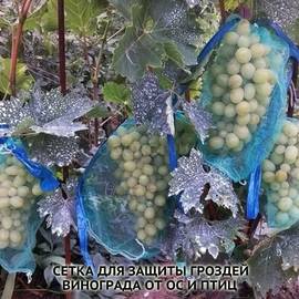 Сетка для защиты гроздей винограда 22х30 см, 2 кг, пр-во Украина - 1 шт.