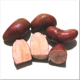 Клубни картофеля «Роте Эмили», ТМ OGOROD - 10 клубней