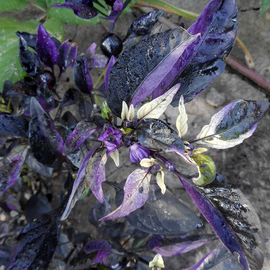 Семена перца острого «Пурпурная вспышка» / Purple Flash, серия «От автора» - 50 семян