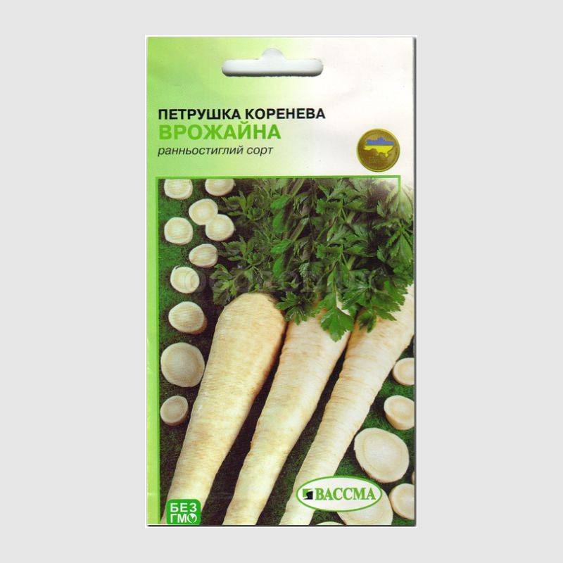 Как сохранить корневую петрушку