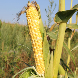 Семена кукурузы суперсладкой «Мраморная» F1, ТМ «МНАГОР» - 100 семян
