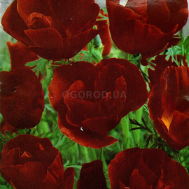Семена эшшольции «Красный Шифон», ТМ SeedEra - 0,3 грамма