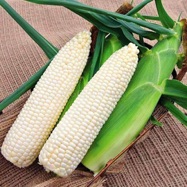 Семена кукурузы суперсладкой «Monblan» F1 (Монблан F1), ТМ «МНАГОР» - 100 семян