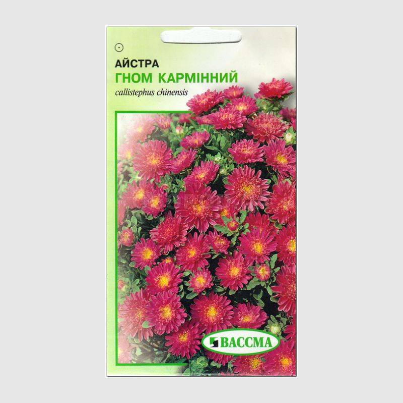 Кликните для увеличения изображения Семена астры гном «Карминный», ТМ «ВАССМА» - 0,25 грамм