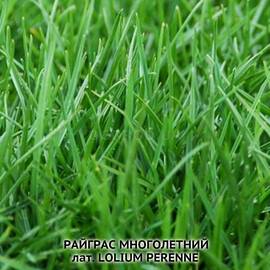 Семена райграса многолетнего «Мирослав», ТМ OGOROD - 200 грамм
