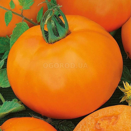 Семена томата «Апельсин», TM OGOROD - 20 семян