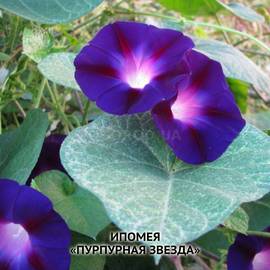 Семена ипомеи «Пурпурная звезда», ТМ OGOROD - 10 грамм