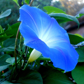 Семена ипомеи «Синяя звезда», ТМ OGOROD - 10 грамм