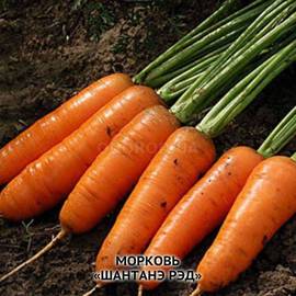 Семена моркови «Шантанэ Рэд», ТМ OGOROD - 200 грамм