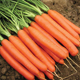 Семена моркови «Нантская Харьковская», ТМ OGOROD - 200 грамм