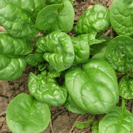 Семена шпината «Матадор», ТМ OGOROD - 150 грамм