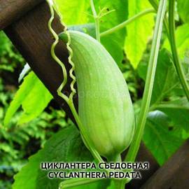 Семена Циклантеры съедобной / Cyclanthera pedata, ТМ OGOROD - 200 семян