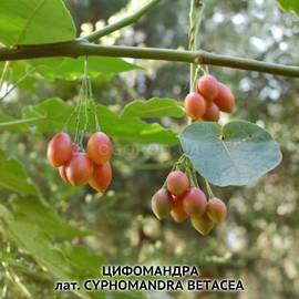 Семена тамарилло, томатное дерево, цифомандра / Cyphomandra, ТМ OGOROD - 50 семян