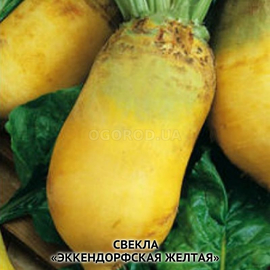 Семена свеклы кормовой «Эккендорфская желтая» (многоростковая), ТМ OGOROD - 100 грамм