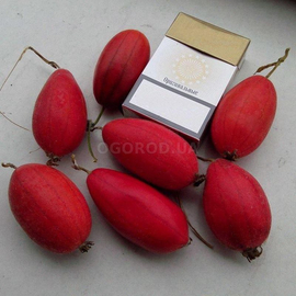 Семена тладианты или красного огурца, ТМ OGOROD - 50 семян