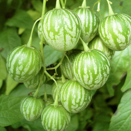 Семена тзимбало (паслена карипенс) / Solanum Caripense, ТМ OGOROD - 50 семян