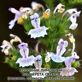 Семена котовника лимонного / Nepeta cataria, ТМ OGOROD - 10 грамм