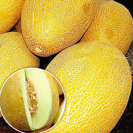 Семена дыни «Сладкий ананас», ТМ «ПОИСК» - 100 семян