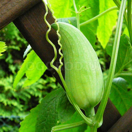 Семена Циклантеры съедобной / Cyclanthera pedata, ТМ OGOROD - 2 семечка