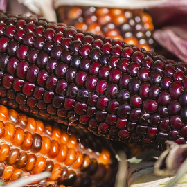 Семена кукурузы попкорн «Шоколадное черри», серия «От автора» - 50 семян