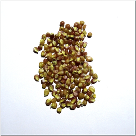 Семена кукурузы попкорн «Ранний розовый», серия «От автора» - 50 семян