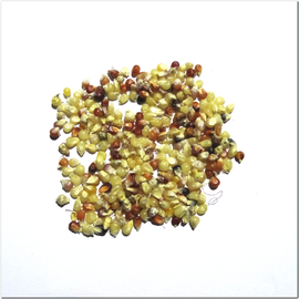 Семена кукурузы миниатюрной цветной, серия «От автора» - 50 семян