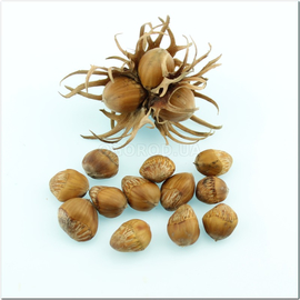 Семена медвежего ореха / Corylus colurna, ТМ OGOROD - 5 семян