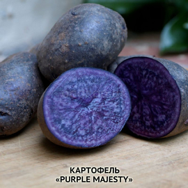 Семена картофеля «Purple Majesty», ТМ OGOROD - 10 семян