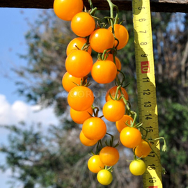 Семена томата «World's Smallest Orange» (Самый Маленький в Мире Оранжевый), серия «От автора» - 10 семян