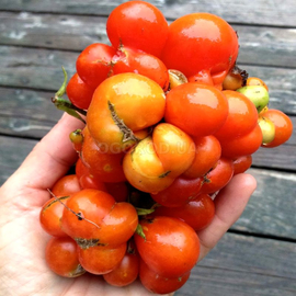 Семена томата «Reisetomate Tomato» (Райсе Томат), серия «От автора» - 10 семян