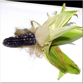 Семена кукурузы «Голубой нефрит», серия «От автора» - 50 семян