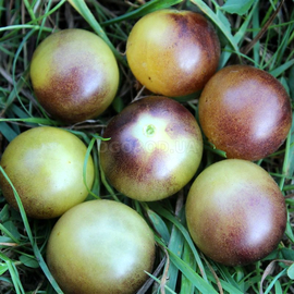 Семена томата «Amethyst Cream Cherry» (Аметист Крем-вишня), серия «От автора» - 10 семян
