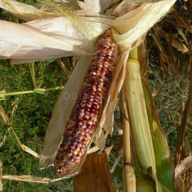 Семена кукурузы «Индийский гигант», серия «От автора» - 5 семян