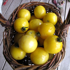 Семена томата «Red Spot Yellow» (Желтый с красным пятнышком), серия «От автора» - 10 семян