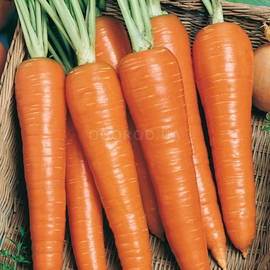 Семена моркови «Роте Ризен», ТМ OGOROD - 20 грамм