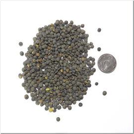 Семена чечевицы французской, ТМ OGOROD - 100 грамм