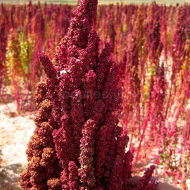Семена киноа красной / Chenopodium quinoa, ТМ OGOROD - 10 грамм