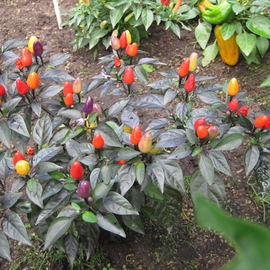 Семена перца острого «Боливийская радуга» / Bolivian Rainbow, серия «От автора» - 5 семян