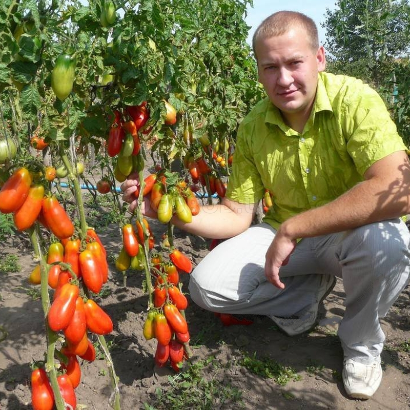 Сорт помидор хохлома фото и описание