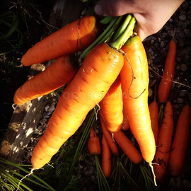 Семена моркови «Красавка», ТМ OGOROD - 2 грамма
